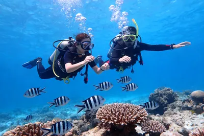 Snorkeling or Scuba Diving in Okinawa