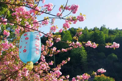 Qingming Getaway: A Tranquil, Lesser-Known Spot Two Hours from Hangzhou, Packed with Cherry Blossoms, Caves, Lakes, and Gorges