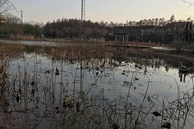 Donghu Garden: A Few Plum Blossoms Outside the Bamboo