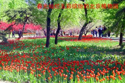 Beijing Travel: Beijing Botanical Garden at the Foot of the Western Hills (Photo)