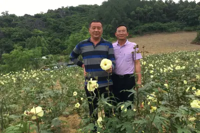 金花葵绽放柳州
