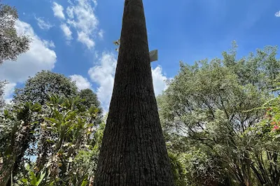 Friends Of Nairobi Arboretum (Fona)
