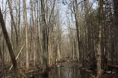 Morgan Arboretum