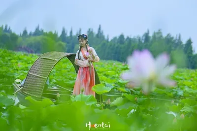 為「荷」而來，高淳固城湖水慢城自駕遊
