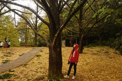 The Season of Yellow Leaves