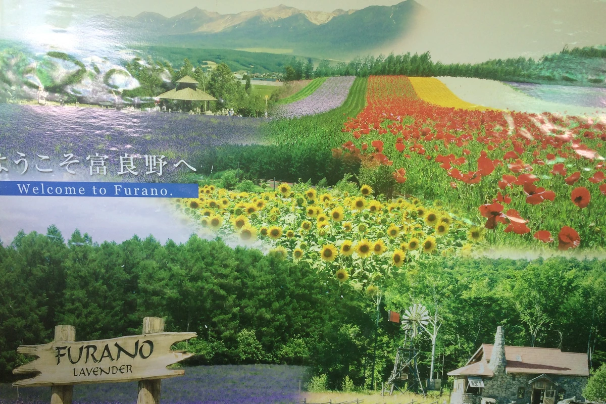 去北海道看花，在最美麗的季節！- 富良野一日遊及民宿圖片1