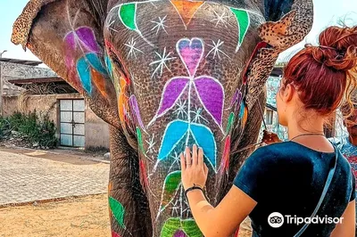 Elefunenjoy| Elephant Sanctuary In Jaipur