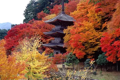 【京都紅葉2024】6個小衆賞楓景點推薦
