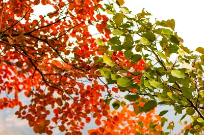 Another Autumn Arrives: For Fall Colors in Beijing, Head to Pofengling Scenic Area in Fangshan