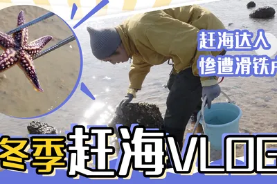 青島冬季趕海VLOG!
