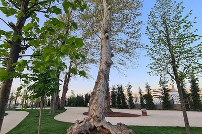 Yakuplu City Forest