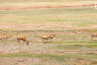 Hoh Xil, the Forbidden Zone of Life: China's Largest and Highest Nature Reserve, Mysterious, Beautiful, and Full of Danger