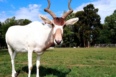 Francisco Lecocq Zoological