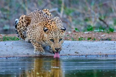 Jhalana Leopard Safari Park