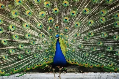 Prince Hashem Bird Garden