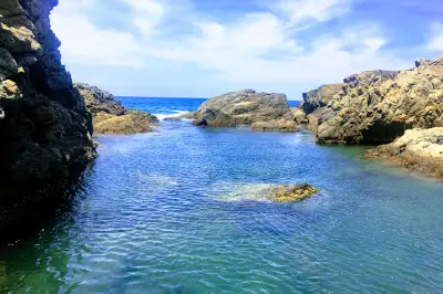 Cây đa Sơn Trà