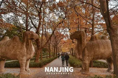 南京 | 打卡秋日限定色！跟著年卡遊南京，玩轉鐘山&夫子廟的小眾景點！