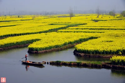 Even Second Senior Brother Is Showing Off – Why Aren’t You Coming to Xinghua for the Canola Flowers?