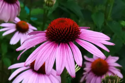 煙雨濛濛逛金陵