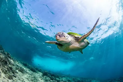 Pearl Dimaniyat Diving Center