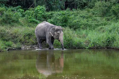 Bukit Elephant Park