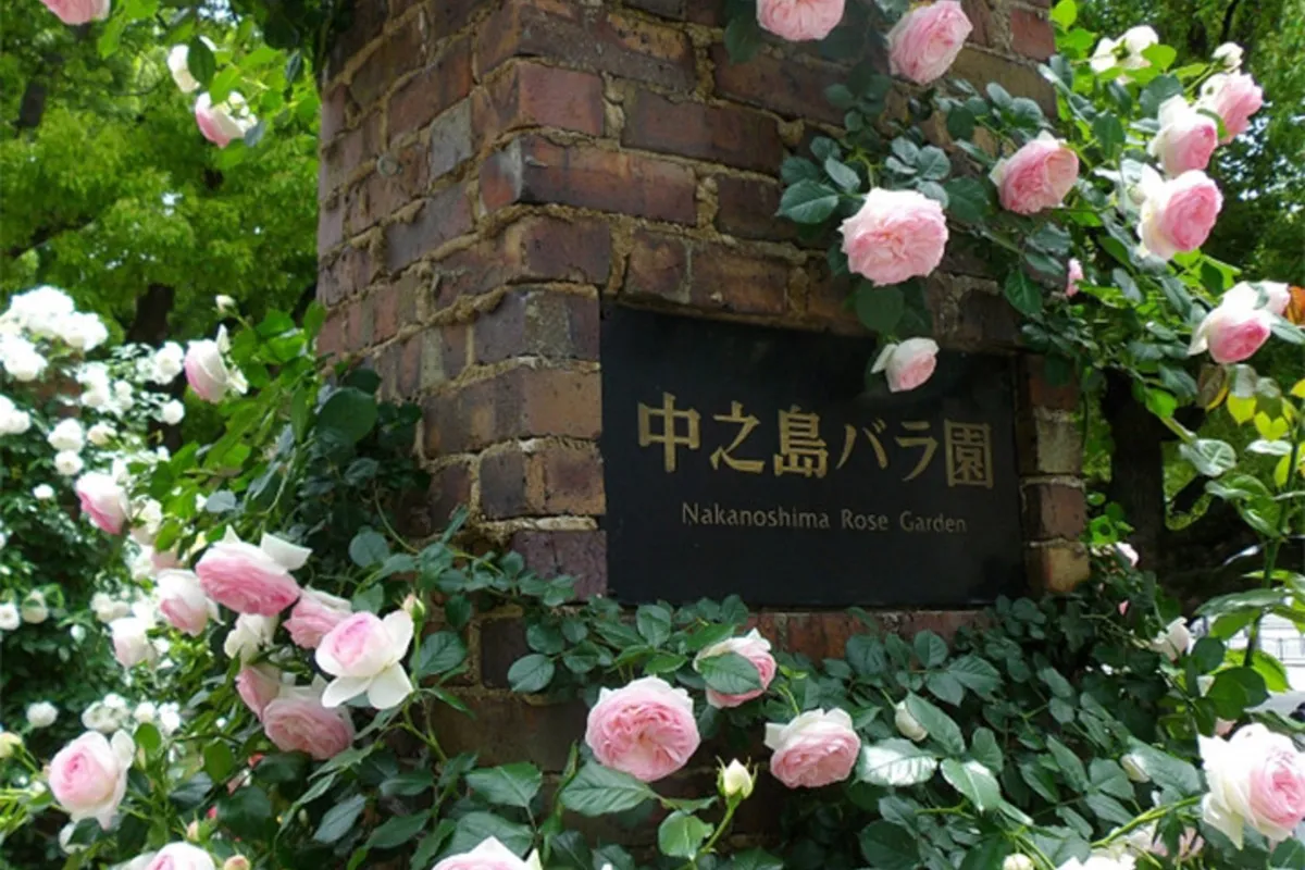 淡甜香味的迷人邀约…… 来大阪的公园，沉浸在“凡尔赛玫瑰”般的世界！