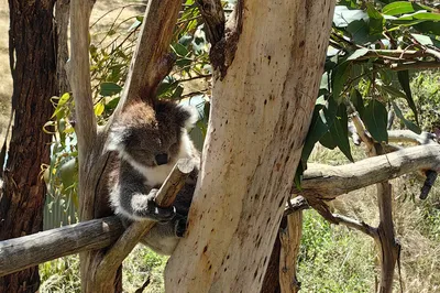 2024 Chinese New Year 12-Day Australia Free Travel Record - Part 1: Melbourne + Great Ocean Road