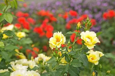 Visit Osaka's Parks and Immerse Yourself in a World Like "The Rose of Versailles"!