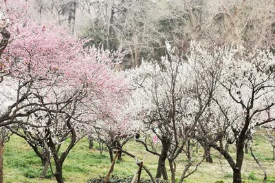 Flower Appreciation in Nanjing, Lianyungang, and Xinghua