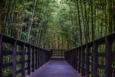 Why go to a primeval forest to cleanse your lungs? Parks like this small city’s are like legendary hidden realms.
