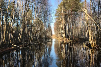 Pääsküla bog trail