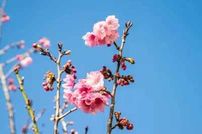 大理旅行记：闲人千里追云、雪、山、水、花，只为浪漫惬意而来！