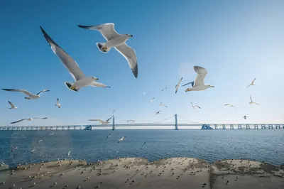 Seagull Watching in Dalian