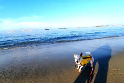 Rosie's Dog Beach