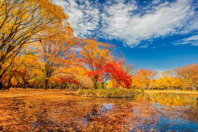 東京賞紅葉