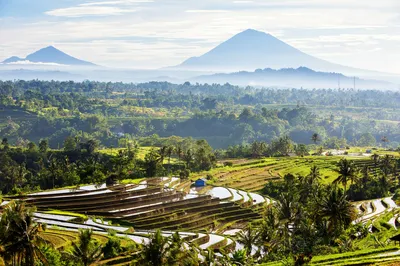 Jatiluwih Rice Terraces