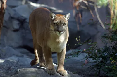 Los Coyotes Zoo