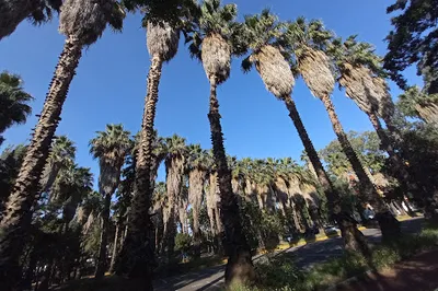 Alameda Norte