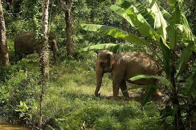 Hidden Forest Elephant Reserve - Sanctuary in Phuket