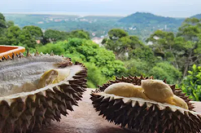 Durian Tree House