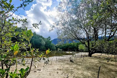 Peter's mangrove planting