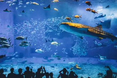 Okinawa Churaumi Aquarium