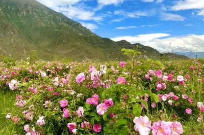 象雄美朵景区-万亩花海