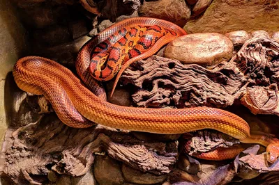 Oslo Reptile Park