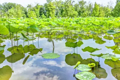 Kenilworth Park & Aquatic Gardens