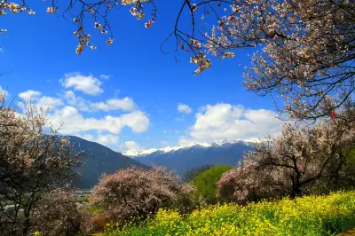 赴一場春天的約會  2021年3月西藏林芝桃花季租車自駕遊攻略（二）