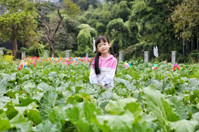 Hot Spring Season | Just 1.5 Hours Away! Indulge in Over 70 Hot Springs, and Don't Miss the Late-Flowering Cabbage Season Here