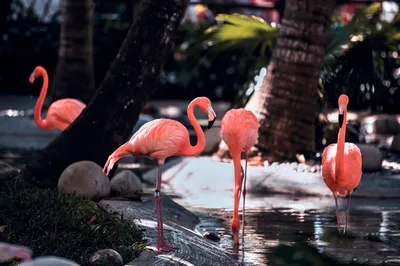 動物樂園