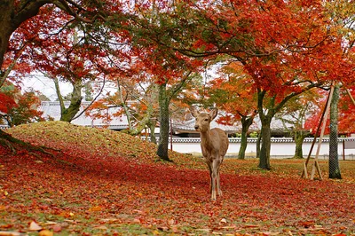 Maple Leaf Viewing in Nara