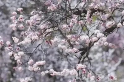 包頭大雁灘清明不休息！4月9日杏花節在大雁灘等你！